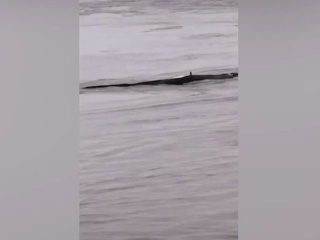 VIDEO Neďaleko priehrady plávalo