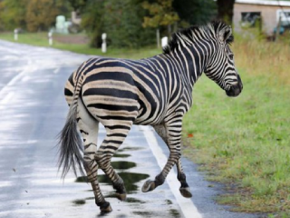 Zebra spôsobila nehodu na