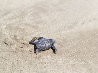 More vyplavilo mláďa korytnačky: