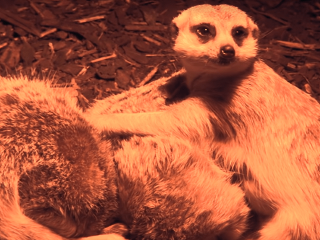 Youtuberi v noci tajne