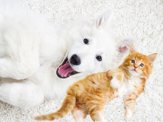 Ako starnú zvierací miláčikovia: