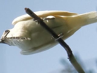 VIDEO Vypočuj si spev