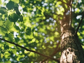 KVÍZ Dokážeš uhádnuť druhy