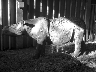 Iman, samička nosorožca sumatrianskeho
