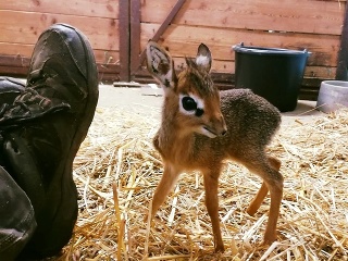 Do bratislavskej ZOO priletel
