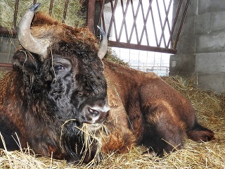 Zubor hrivnatý v Minizoo