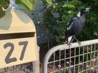 VIDEO Vták dokáže parádne