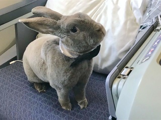 Coco cestuje ako kráľ