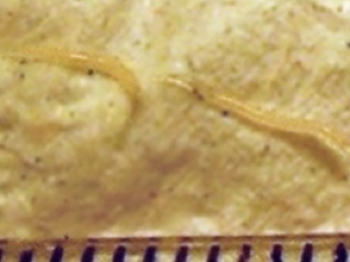 Máme mrle --celá rodina: