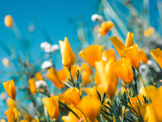 KVÍZ Tulipán, narcis alebo