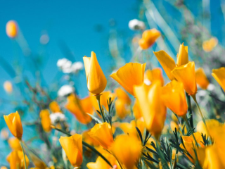 KVÍZ Tulipán, narcis alebo