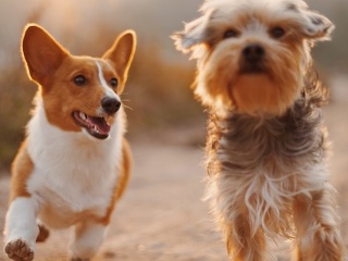 Najrozkošnejší KVÍZ plný chlpáčov: