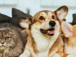 Citáty o domácich miláčikoch