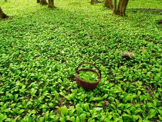 Prečo sa oplatí zbierať