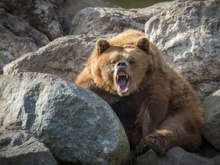 Pozor na medvede! Zobúdzajú
