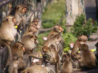 Opice v thajskom Lopburi