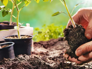 Vyťažte zo svojej záhradky