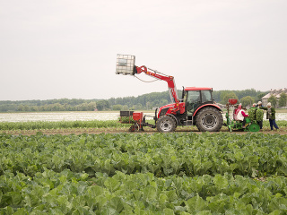 Slovenská zelenina sa vysádza