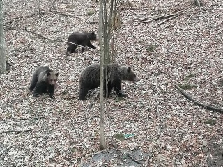 Medvedia rodinka na výlete.
