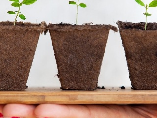 VIDEOTIP Vypestujte si vlastný