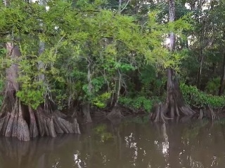 VIDEO Prehistorický les v
