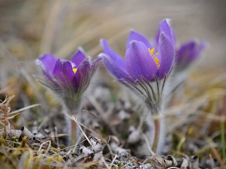 Poniklec otvorený (Pulsatilla patens)