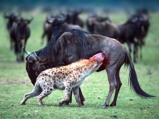 Krvavé divadlo v Keni