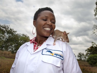 Bežne behajú po kanáloch,