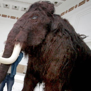 Vyhynutie mamutov a iných