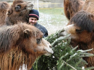 Nepredané vianočné stromčeky spestrujú