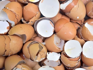 Škandalózne poľské vajcia: Salmonela,