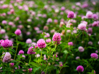 Kvitnúca BURINA so skrytými