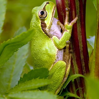 Stromové žaby komunikujú vibrovaním
