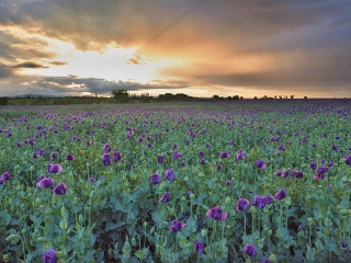 Rozkvitnuté maky siate