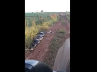VIDEO Farmár ostal vystrašený