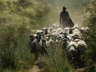 Krvavý bača vyčíňal v