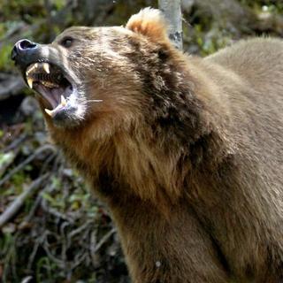 Zúrivý medveď roztrhal turistu,