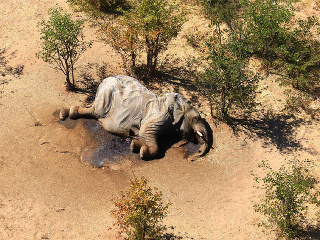 Uhynutý slon leží v
