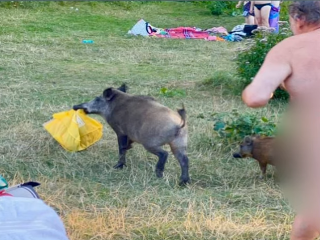 Nudista naháňal diviaka, ktorý