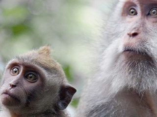 Evolúcia vysvetlená rýchlo, jednoducho