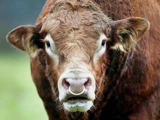 Bizarné problémy v obľúbených