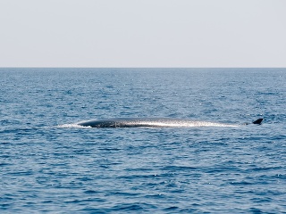 Šok na Jadrane: Chorvátov