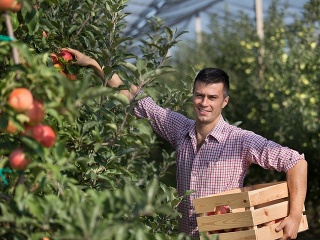 Samozber jabĺk v sezóne