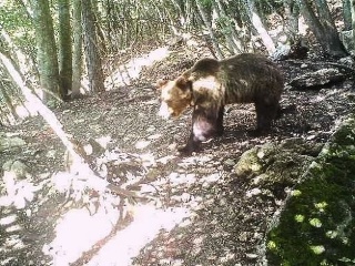 FOTO Chytili najhľadanejšieho medveďa