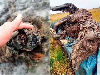 Múmia jaskynného medveďa