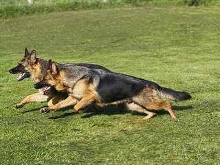 Dvaja nemeckí ovčiaci dotrhali