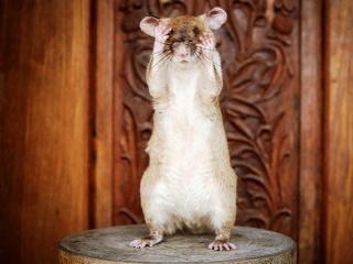 Africký potkan menom Magawa,