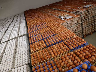 Vajíčka z domáceho kurína