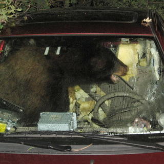 Medveď nasadol do auta,