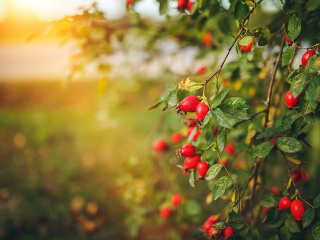 Sezóna šípok začala: Nazbierajte